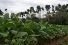 Plantations Plantations