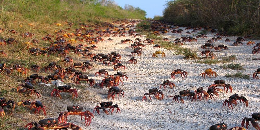 Fauna Ciénaga de Zapata