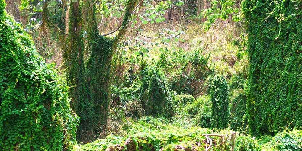 Bosque de La Habana