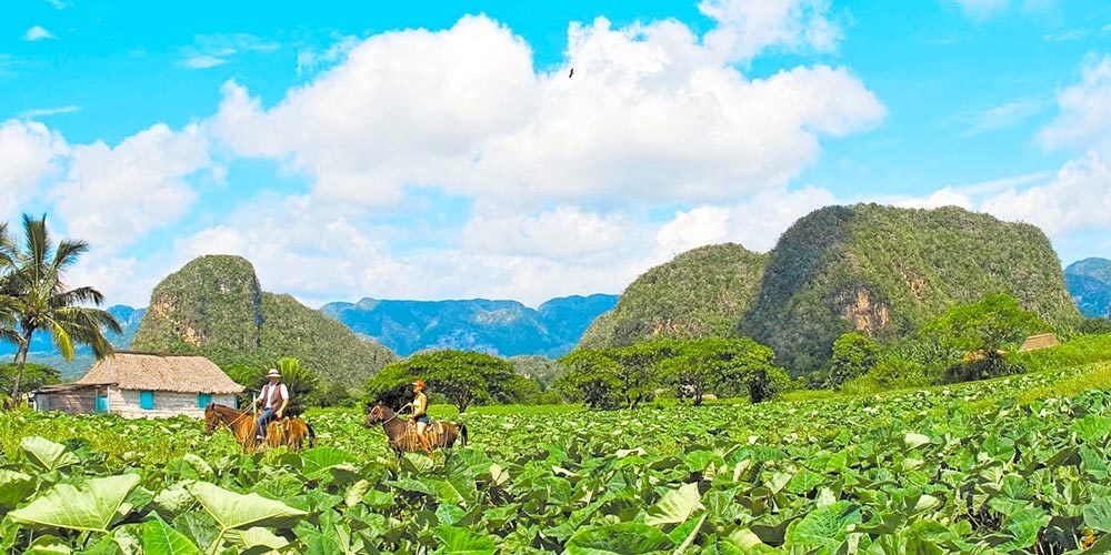 Plantaciones de Tabaco