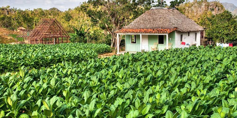 Plantaciones de Tabaco