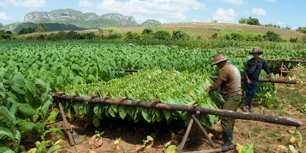 Cultivos de tabaco