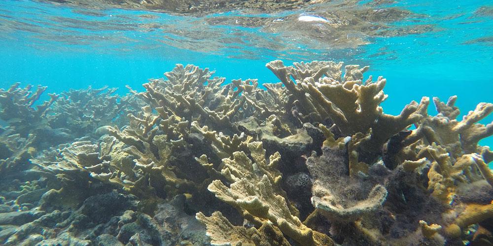 Punta Perdiz con Snorkeling