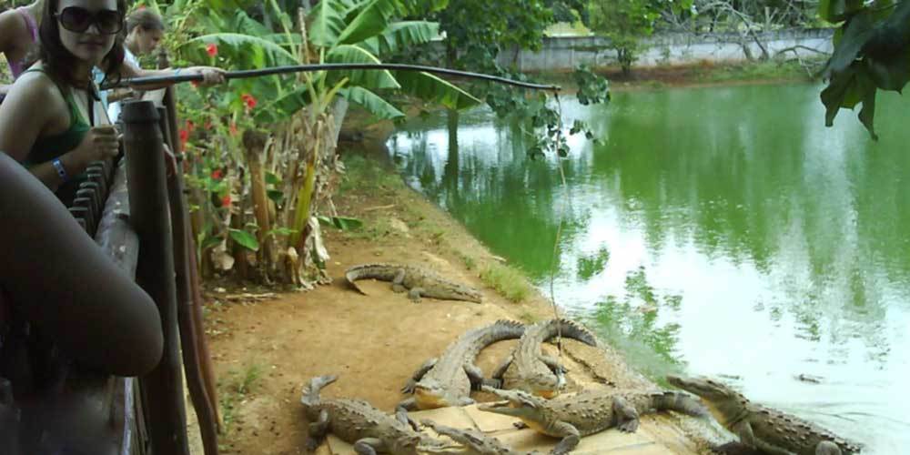 criadero de cocodrilos
